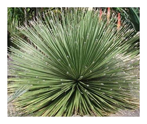 Dasylirion miquihuanense - Miquihuana Rauhschopf - 10 Samen von Exotic Plants