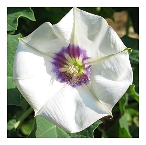 Datura discolor - Wüsten Dornenapfel - 10 Samen von Exotic Plants