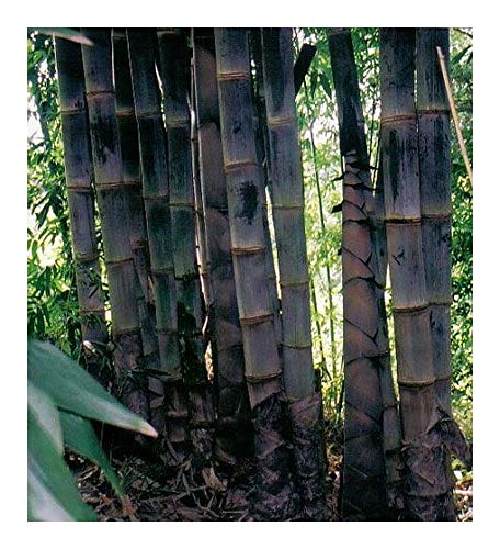 Dendrocalamus asper - schwarzer Riesenbambus - 50 Samen von Exotic Plants