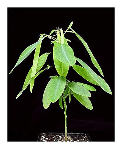 Desmodium gyrans - Codariocalyx motorius - Telegraphenpflanze - absulote Rarität - 10 Samen von Exotic Plants