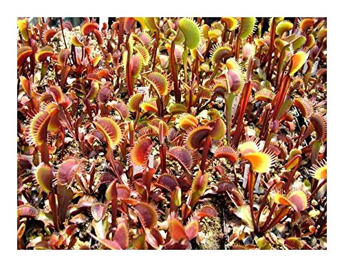 Dionaea muscipula All Red - Venusfliegenfalle - 5 Samen von Exotic Plants
