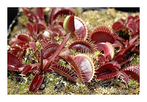 Dionaea muscipula Petite Dragon - Venusfliegenfalle - 5 Samen von Exotic Plants