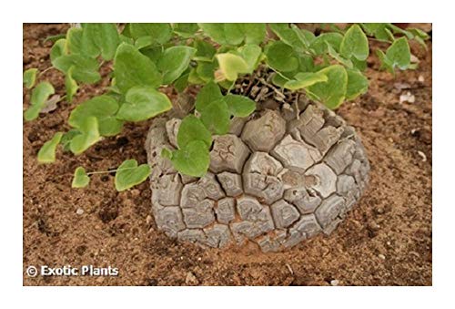 Dioscorea elephantipes - Schildkrötenpflanze – 5 Samen von Exotic Plants
