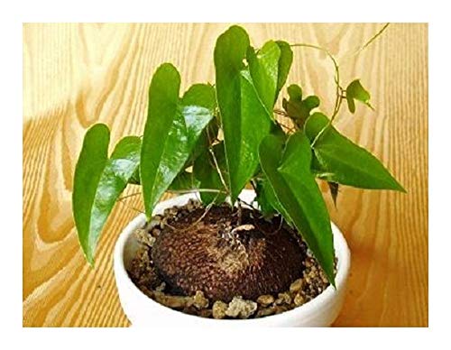 Dioscorea sylvatica - Elefantenfuß - Caudex - 5 Samen von Exotic Plants