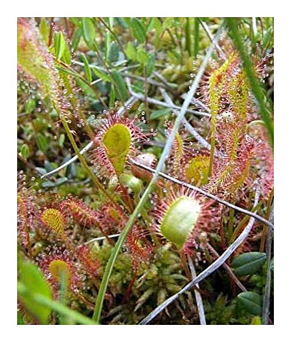 Drosera intermedia all green - Sonnentau - 10 Samen von Exotic Plants