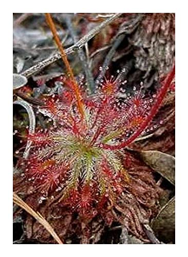 Drosera neocaledonia - Sonnentau - 10 Samen von Exotic Plants