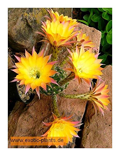 Echinopsis Embraceable You - syn: Trichocereus EMBRACEABLE YOU - 10 Samen von Exotic Plants