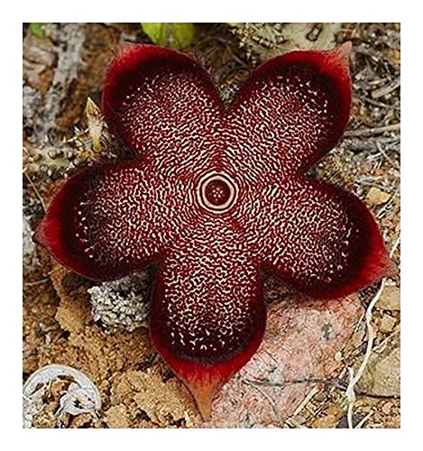 Edithcolea grandis - Stapelia - Ascleps - 3 Samen von Exotic Plants