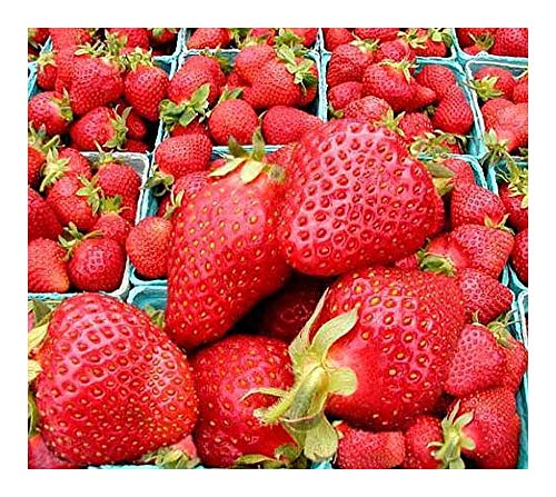 Erdbeeren rot - 30 Samen von Exotic Plants