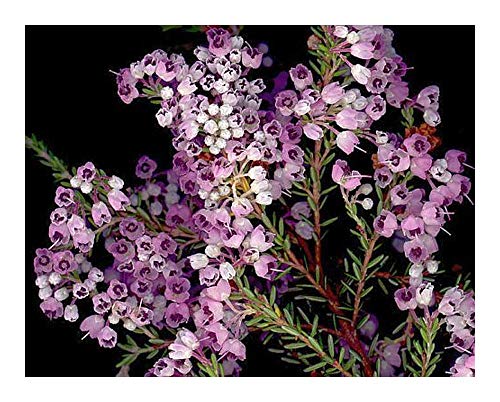 Erica canaliculata - Heidekraut - 20 Samen von Exotic Plants