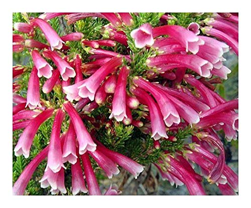 Erica discolor - Heidekraut - 20 Samen von Exotic Plants