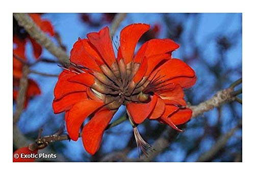 Erythrina caffra - Korallenbaum - 5 Samen von Exotic Plants