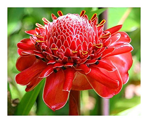 Etlingera elatior Red - Fackelingwer - Red Torch Ginger - 10 Samen von Exotic Plants