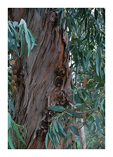 Eucalyptus citriodora - Zitronen-Eukalyptus - 20 Samen von Exotic Plants