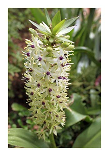 Eucomis pallidiflora - Riesen Ananas Lilie - 10 Samen von Exotic Plants