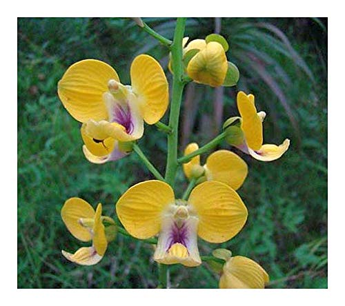 Eulophia speciosa - Orchidee - Orchideen - 20 Samen von Exotic Plants