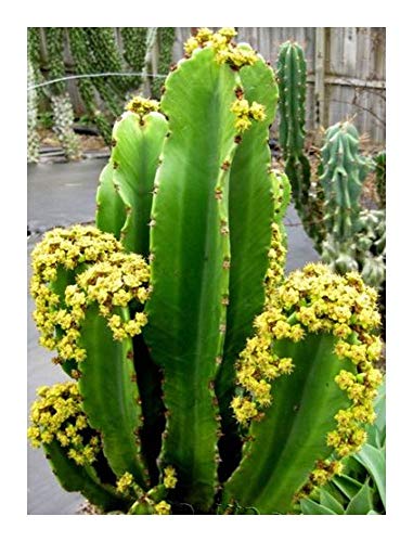 Euphorbia ingens - Riesen-Wolfsmilch - 5 Samen von Exotic Plants