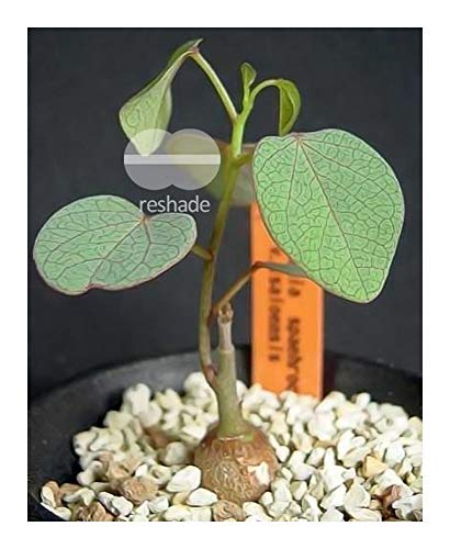 Adenia isaloensis - Caudexpflanze - 5 Samen von Exotic Plants