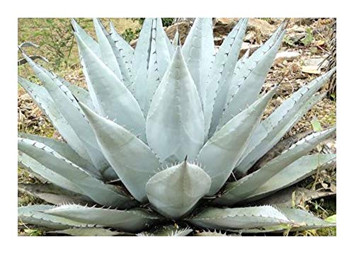 Agave havardiana - Winterharte Agave - 10 Samen von Exotic Plants