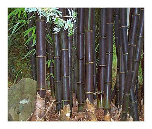 Bambusa lako - schwarzer Bambus - 10 Samen von Exotic Plants