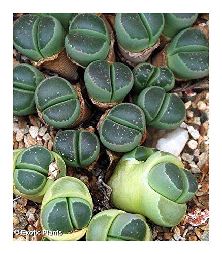 Lithops olivacea C112 - lebender Stein - 10 Samen von Exotic Plants