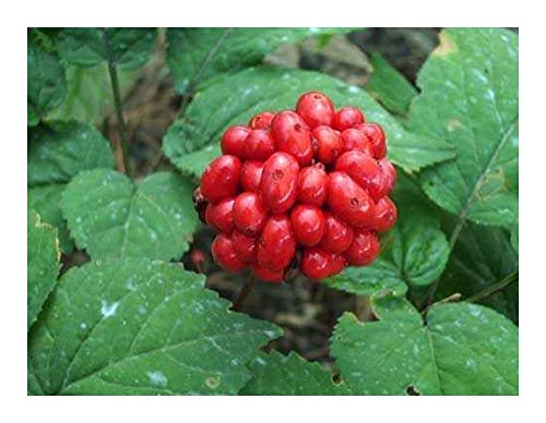 Exotic Plants Panax Ginseng - Ginseng - 5 Samen von Exotic Plants