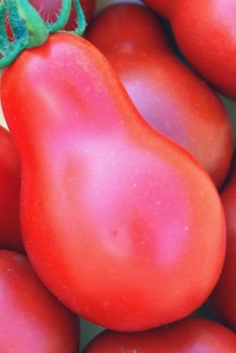 Exotic Plants Tomate Austin Red Pear - rote Kirschtomate - 20 Samen von Exotic Plants