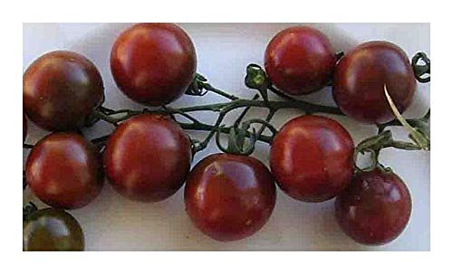 Exotic Plants Tomate Black Cherry - Tomate Schwarze Kirsche – 15 Samen von Exotic Plants