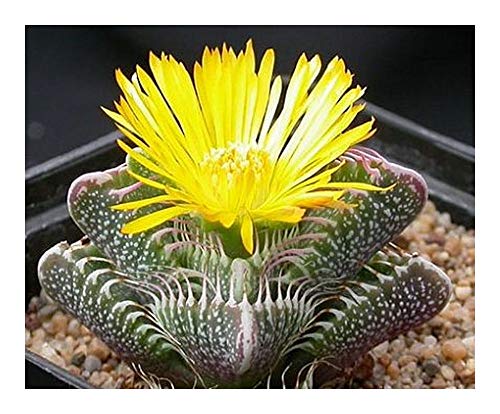 Faucaria tigrina - Tigerrachen - 10 Samen von Exotic Plants