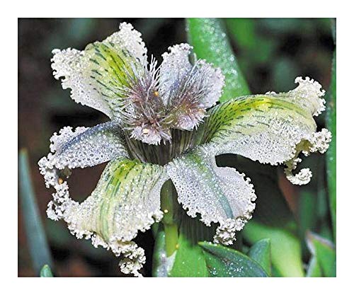 Ferraria ferrariola - Seestern Lilie - 5 Samen von Exotic Plants