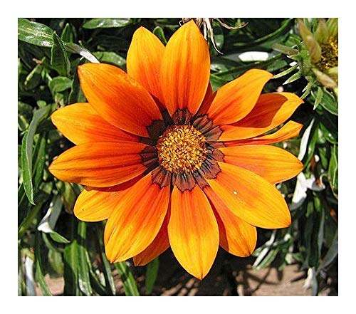 Gazania krebsiana orange - Mittagsgold orange - 10 Samen von Exotic Plants