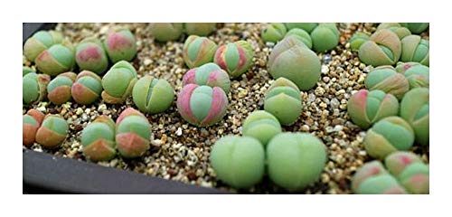 Gibbaeum comptonii - Sukkulente - 10 Samen von Exotic Plants