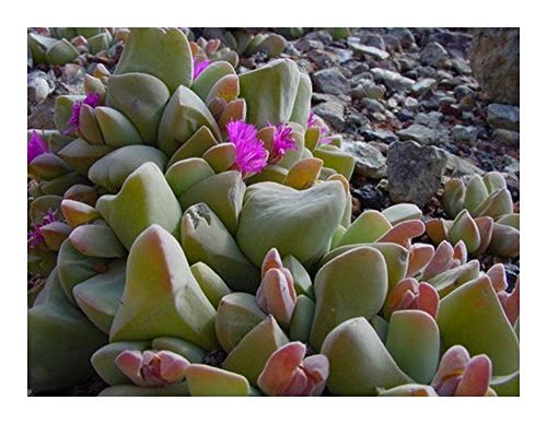 Gibbaeum haagei - Sukkulente - 20 Samen von Exotic Plants