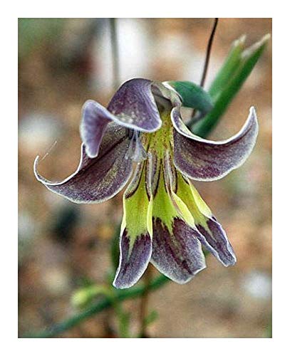 Gladiolus arcuatus - Schwertlilie - 10 Samen von Exotic Plants