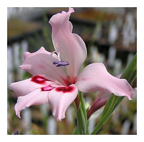 Gladiolus crispulatus - Schwertlilie - 10 Samen von Exotic Plants