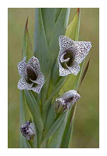Gladiolus elliotii - Schwertlilie - 10 Samen von Exotic Plants