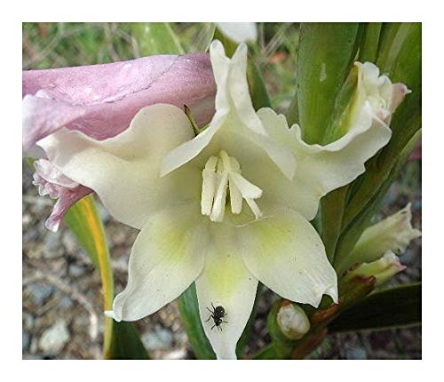 Gladiolus grandiflorus - Schwertlilie - 5 Samen von Exotic Plants