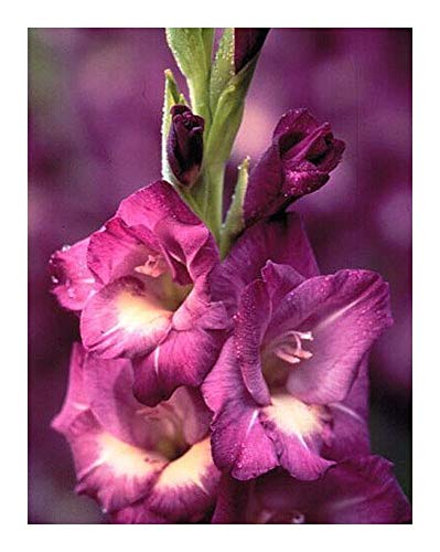 Gladiolus gueinzii - Schwertlilie - 5 Samen von Exotic Plants