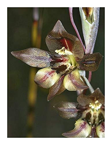 Gladiolus hyalinus - Schwertlilie - 10 Samen von Exotic Plants