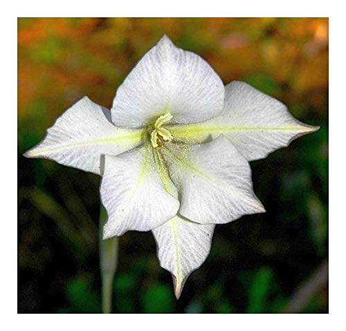 Gladiolus longicollis - Schwertlilie - 5 Samen von Exotic Plants
