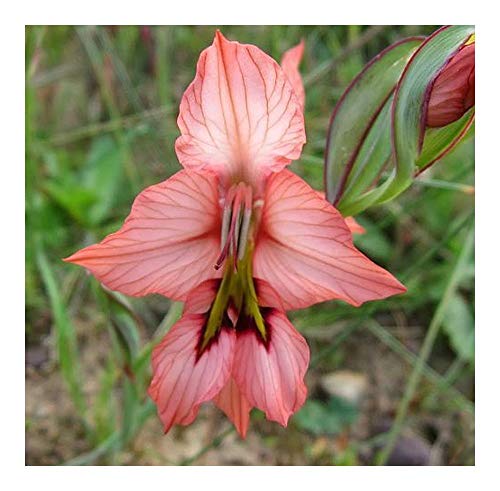 Gladiolus meliusculus - Schwertlilie - 10 Samen von Exotic Plants