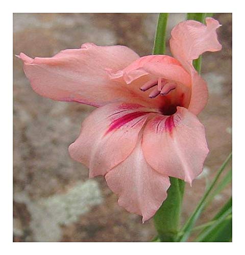 Gladiolus mortonius - Schwertlilie - 5 Samen von Exotic Plants