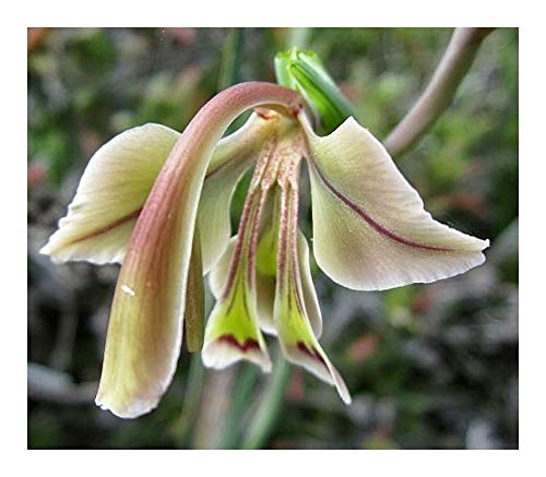 Gladiolus orchidiflorus - Schwertlilie - 5 Samen von Exotic Plants
