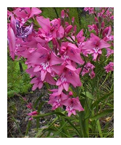 Gladiolus phoenix - Gladiole - 5 Samen von Exotic Plants