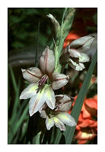 Gladiolus pole-evansii - Gladiolus - 10 Samen von Exotic Plants