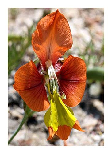 Gladiolus pulcherrimus - Schwertlilie - 10 Samen von Exotic Plants