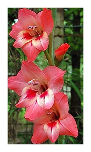 Gladiolus varius - Schwertlilie - 5 Samen von Exotic Plants