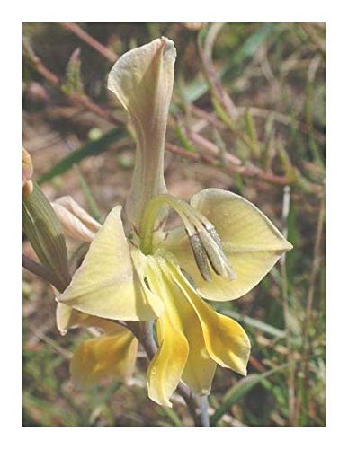 Gladiolus virescens - Schwertlilie - 10 Samen von Exotic Plants