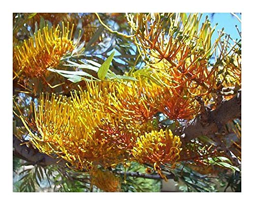 Grevillea robusta - Australische Silbereiche - Seideneiche - 10 Samen von Exotic Plants