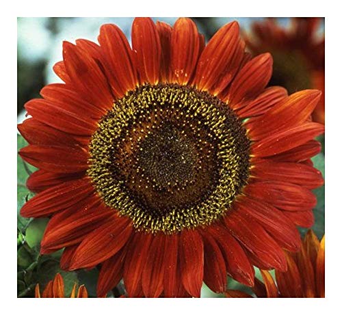 Helianthus annuus Red Sun - Sonnenblume Rote Sonne - 10 Samen von Exotic Plants